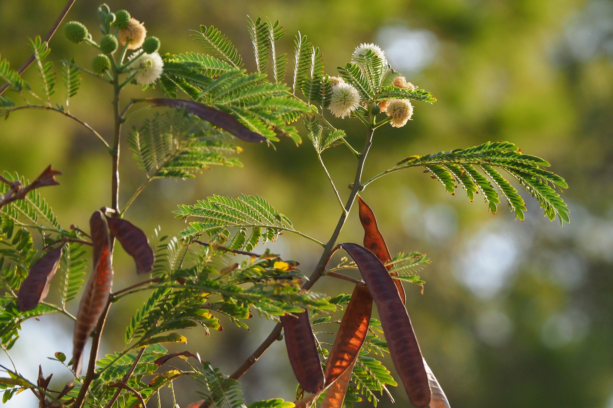 Leucaena leucocephala